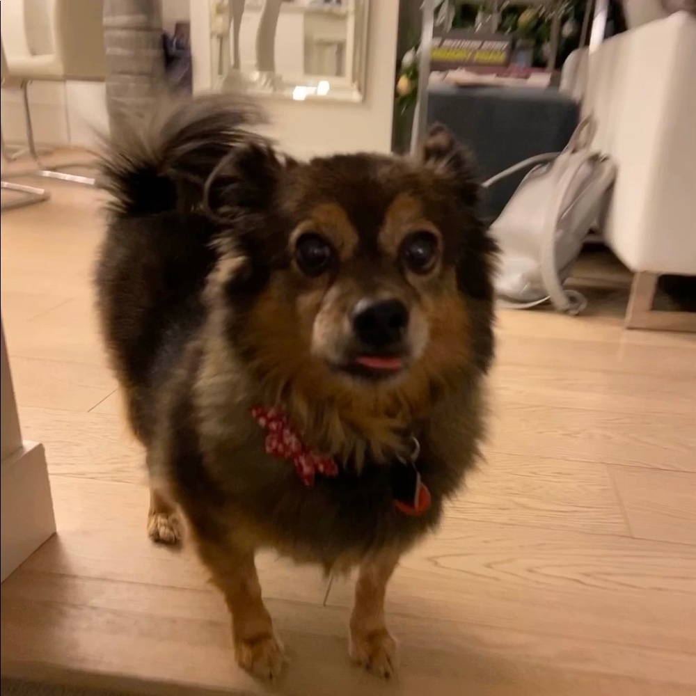 Meet your Posher, Molly